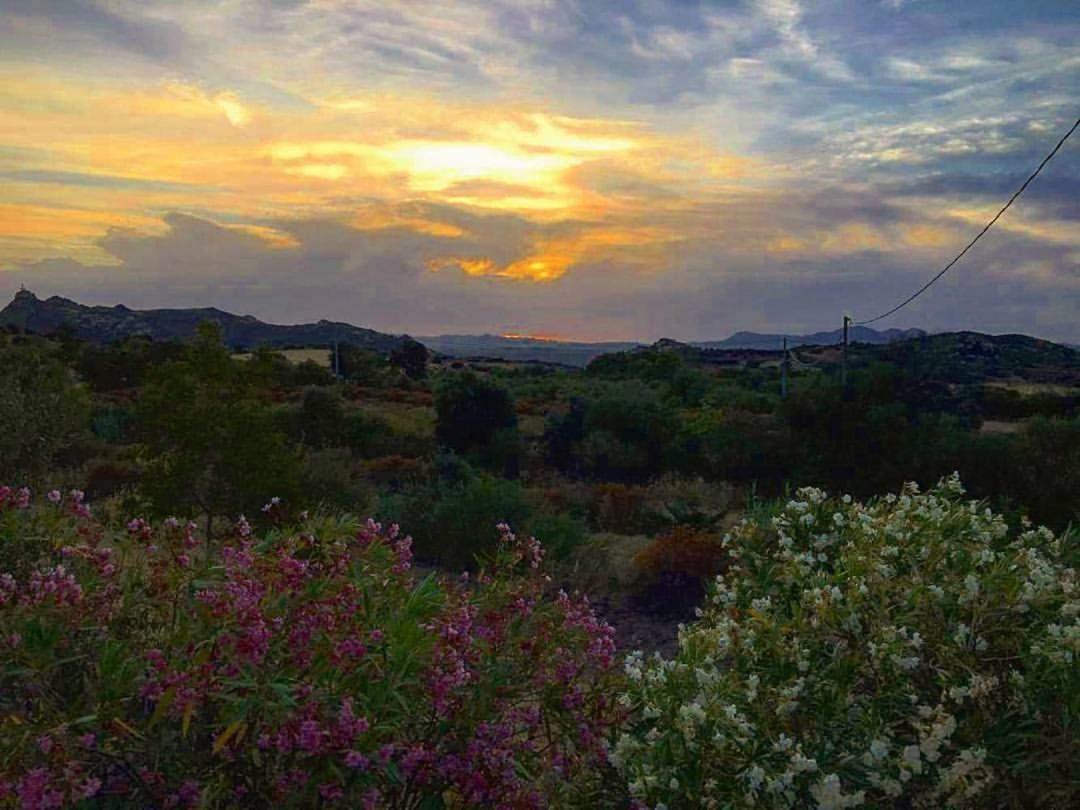 Farm Stay Gli Oleandri Loiri Porto San Paolo Exteriér fotografie